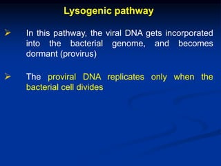 Lysogenic pathway
 In this pathway, the viral DNA gets incorporated
into the bacterial genome, and becomes
dormant (provirus)
 The proviral DNA replicates only when the
bacterial cell divides
 