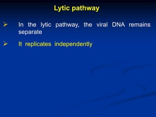 Lytic pathway
 In the lytic pathway, the viral DNA remains
separate
 It replicates independently
 