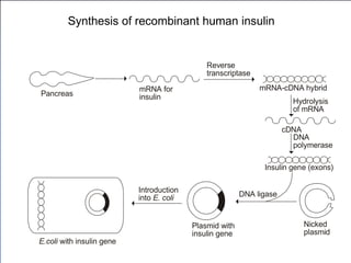  
Reverse
transcriptase
mRNA-cDNA hybrid

Hydrolysis
of mRNA
cDNA

Insulin gene (exons)
DNA ligase

Nicked
plasmid
Plasmid with
insulin gene
Introduction
into E. coli

Pancreas
E.coli with insulin gene
mRNA for
insulin
DNA
polymerase
Synthesis of recombinant human insulin
 