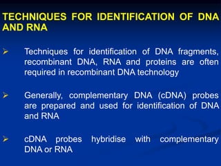 TECHNIQUES FOR IDENTIFICATION OF DNA
AND RNA
 Techniques for identification of DNA fragments,
recombinant DNA, RNA and proteins are often
required in recombinant DNA technology
 Generally, complementary DNA (cDNA) probes
are prepared and used for identification of DNA
and RNA
 cDNA probes hybridise with complementary
DNA or RNA
 