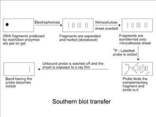 Southern blot transfer
 