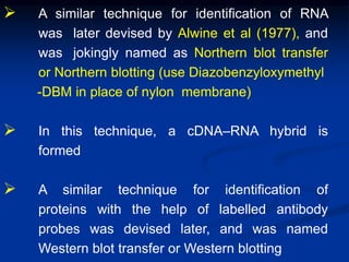  A similar technique for identification of RNA
was later devised by Alwine et al (1977), and
was jokingly named as Northern blot transfer
or Northern blotting (use Diazobenzyloxymethyl
-DBM in place of nylon membrane)
 In this technique, a cDNA–RNA hybrid is
formed
 A similar technique for identification of
proteins with the help of labelled antibody
probes was devised later, and was named
Western blot transfer or Western blotting
 