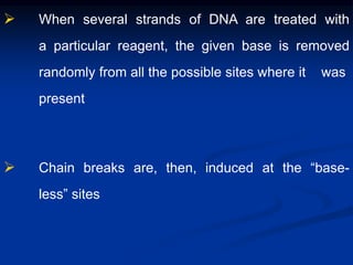  When several strands of DNA are treated with
a particular reagent, the given base is removed
randomly from all the possible sites where it was
present
 Chain breaks are, then, induced at the “base-
less” sites
 