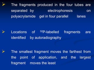  The fragments produced in the four tubes are
separated by electrophoresis on
polyacrylamide gel in four parallel lanes
 Locations of 32P-labelled fragments are
identified by autoradiography
 The smallest fragment moves the farthest from
the point of application, and the largest
fragment moves the least
 