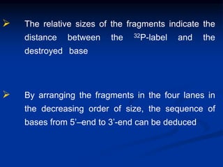  The relative sizes of the fragments indicate the
distance between the 32P-label and the
destroyed base
 By arranging the fragments in the four lanes in
the decreasing order of size, the sequence of
bases from 5’–end to 3’-end can be deduced
 