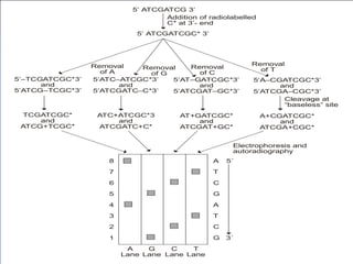 5’ ATCGATCG 3’
5’ ATCGATCGC* 3’
Addition of radiolabelled
C* at 3’- end
Removal
of A
Cleavage at
“baseless” site
Electrophoresis and
autoradiography
5’–TCGATCGC*3’
and
5’ATCG–TCGC*3’
5’ATC–ATCGC*3’
and
5’ATCGATC–C*3’
5’AT–GATCGC*3’
and
5’ATCGAT–GC*3’
5’A–CGATCGC*3’
and
5’ATCGA–CGC*3’
Removal
of G
Removal
of C
Removal
of T

TCGATCGC*
and
ATCG+TCGC*
ATC+ATCGC*3
and
ATCGATC+C*
AT+GATCGC*
and
ATCGAT+GC*
A+CGATCGC*
and
ATCGA+CGC*
8
7
6
5
4
3
2
1
A 5´
T
C
G
A
T
C
G 3´
A
Lane
G
Lane
C
Lane
T
Lane

  


   



 