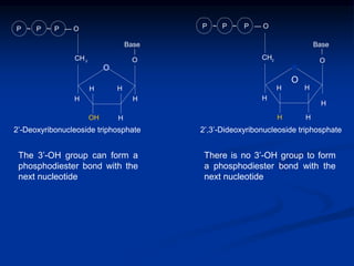 The 3’-OH group can form a
phosphodiester bond with the
next nucleotide
There is no 3’-OH group to form
a phosphodiester bond with the
next nucleotide
H
H
H
OH
H
H
CH2
Base
O
P ~ P ~ P — O
H
H
H
H
H
CH2
Base
O
P ~ P ~ P — O
H
2’-Deoxyribonucleoside triphosphate 2’,3’-Dideoxyribonucleoside triphosphate
O
O
 