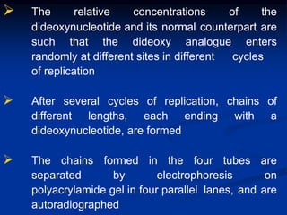  The relative concentrations of the
dideoxynucleotide and its normal counterpart are
such that the dideoxy analogue enters
randomly at different sites in different cycles
of replication
 After several cycles of replication, chains of
different lengths, each ending with a
dideoxynucleotide, are formed
 The chains formed in the four tubes are
separated by electrophoresis on
polyacrylamide gel in four parallel lanes, and are
autoradiographed
 