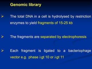 Genomic library
 The total DNA in a cell is hydrolysed by restriction
enzymes to yield fragments of 15-25 kb
 The fragments are separated by electrophoresis
 Each fragment is ligated to a bacteriophage
vector e.g. phase lgt 10 or lgt 11
 