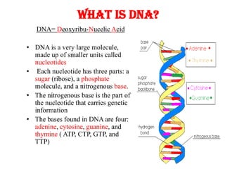 DNA= Deoxyribu-Nucelic Acid
• DNA is a very large molecule,
made up of smaller units called
nucleotides
• Each nucleotide has three parts: a
sugar (ribose), a phosphate
molecule, and a nitrogenous base.
• The nitrogenous base is the part of
the nucleotide that carries genetic
information
• The bases found in DNA are four:
adenine, cytosine, guanine, and
thymine ( ATP, CTP, GTP, and
TTP)
What is DNA?
 