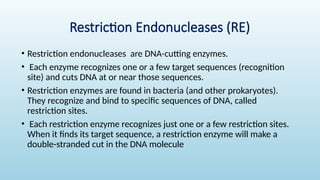 recombinant DNA Technology by shaheen.pptx