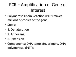 PCR – Amplification of Gene of
Interest
• Polymerase Chain Reaction (PCR) makes
millions of copies of the gene.
• Steps:
• 1. Denaturation
• 2. Annealing
• 3. Extension
• Components: DNA template, primers, DNA
polymerase, dNTPs.
 