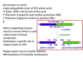 Also known as rennin
single polypeptide chain of 323 amino acids
•2 types differ only by one amino acid
Chymosin A (aspartic acid residue at position 286)
Chymosin B (glycine residue at position 286 )
‡

•Main coagulating enzyme
 found in rennet which is used
 extensively in cheese
 production.
•hydrolyses a specific site in
 kappa-casein of milk

•kappa-casein acts as micelle stabilizer
•‡Precipitation of insoluble constituents
 