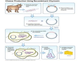 Recombinant dna technology for food uses