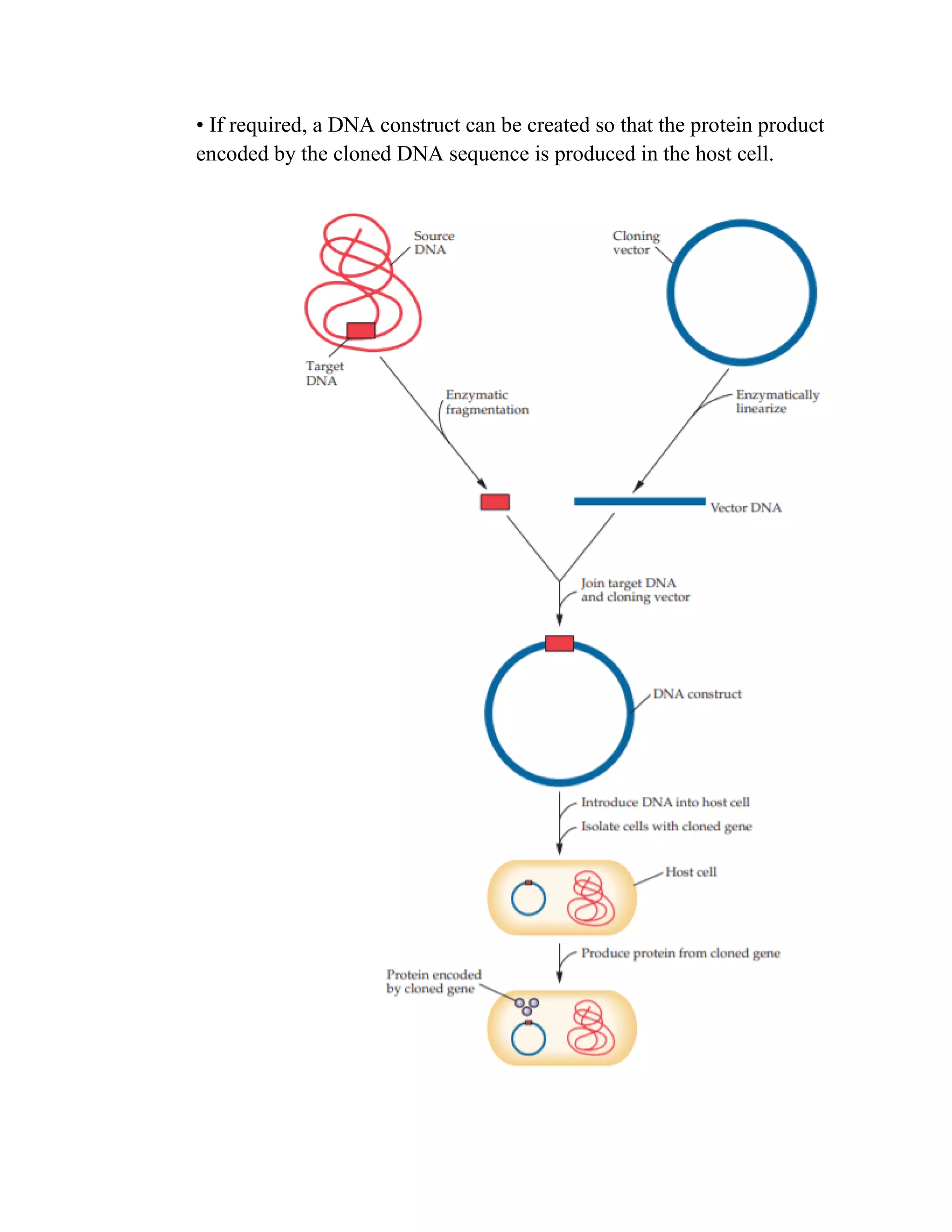 • If required, a DNA construct can be created so that the protein product
encoded by the cloned DNA sequence is produced in the host cell.
 