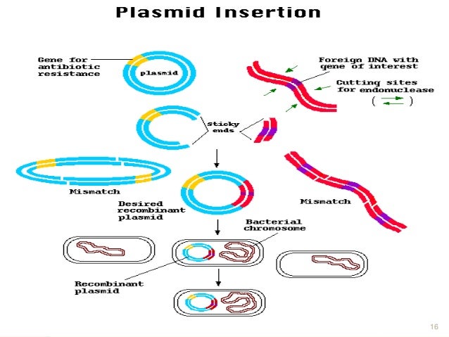 recombinant dna technology main ppt dna recombination