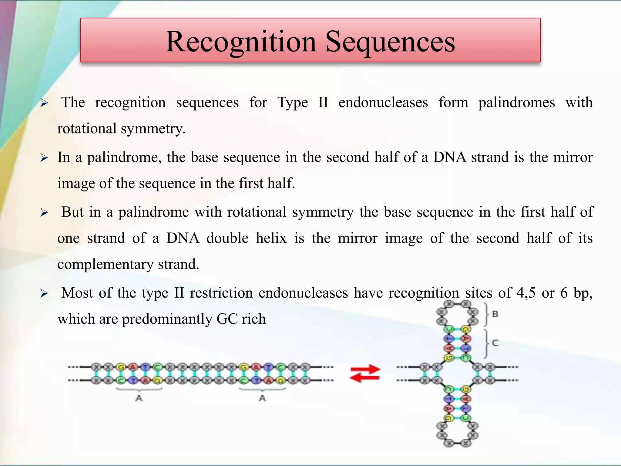  The recognition sequences for Type II endonucleases form palindromes with
rotational symmetry.
 In a palindrome, the base sequence in the second half of a DNA strand is the mirror
image of the sequence in the first half.
 But in a palindrome with rotational symmetry the base sequence in the first half of
one strand of a DNA double helix is the mirror image of the second half of its
complementary strand.
 Most of the type II restriction endonucleases have recognition sites of 4,5 or 6 bp,
which are predominantly GC rich
Recognition Sequences
 