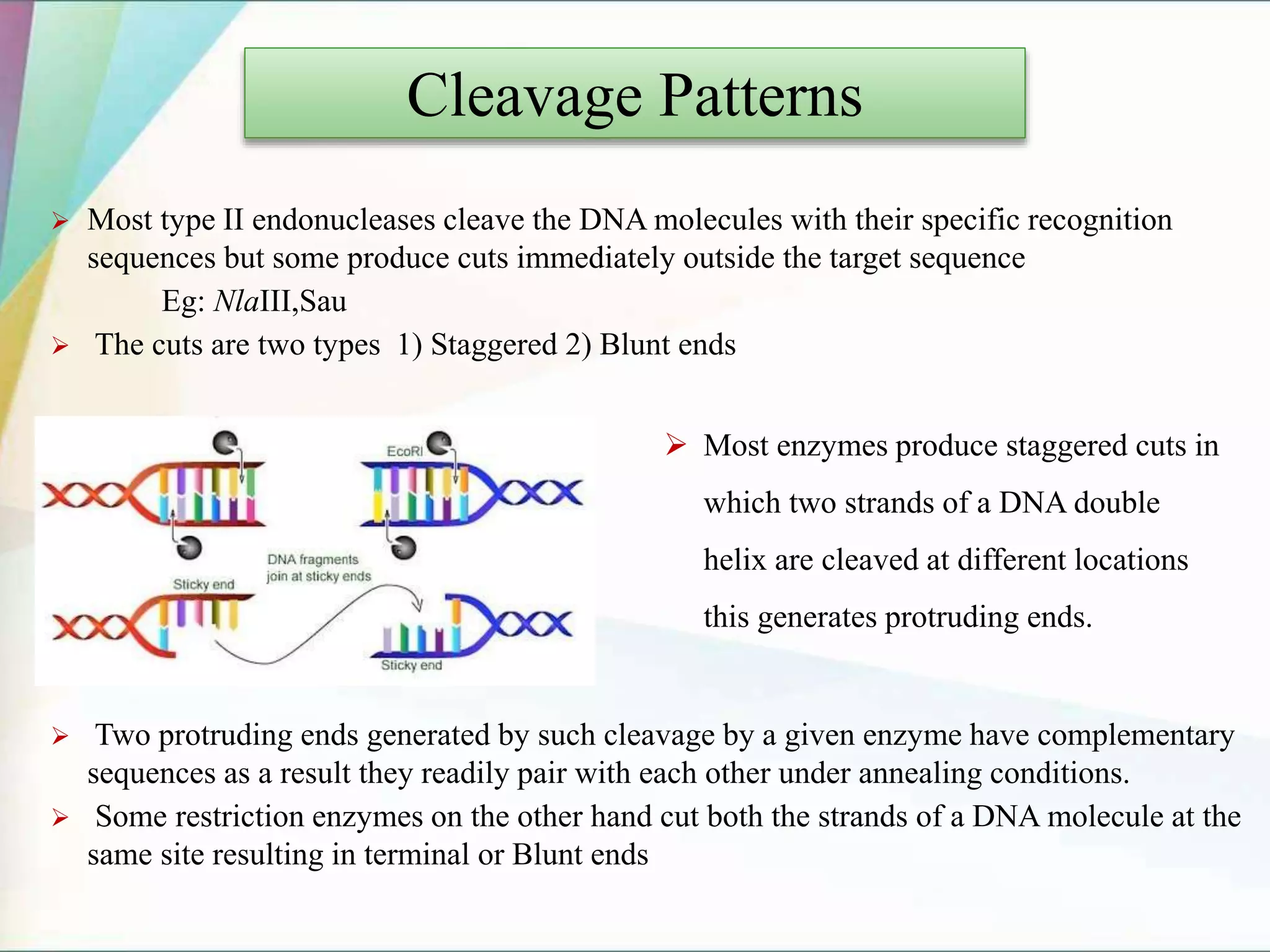  Most type II endonucleases cleave the DNA molecules with their specific recognition
sequences but some produce cuts immediately outside the target sequence
Eg: NlaIII,Sau
 The cuts are two types 1) Staggered 2) Blunt ends
 Two protruding ends generated by such cleavage by a given enzyme have complementary
sequences as a result they readily pair with each other under annealing conditions.
 Some restriction enzymes on the other hand cut both the strands of a DNA molecule at the
same site resulting in terminal or Blunt ends
Cleavage Patterns
 Most enzymes produce staggered cuts in
which two strands of a DNA double
helix are cleaved at different locations
this generates protruding ends.
 