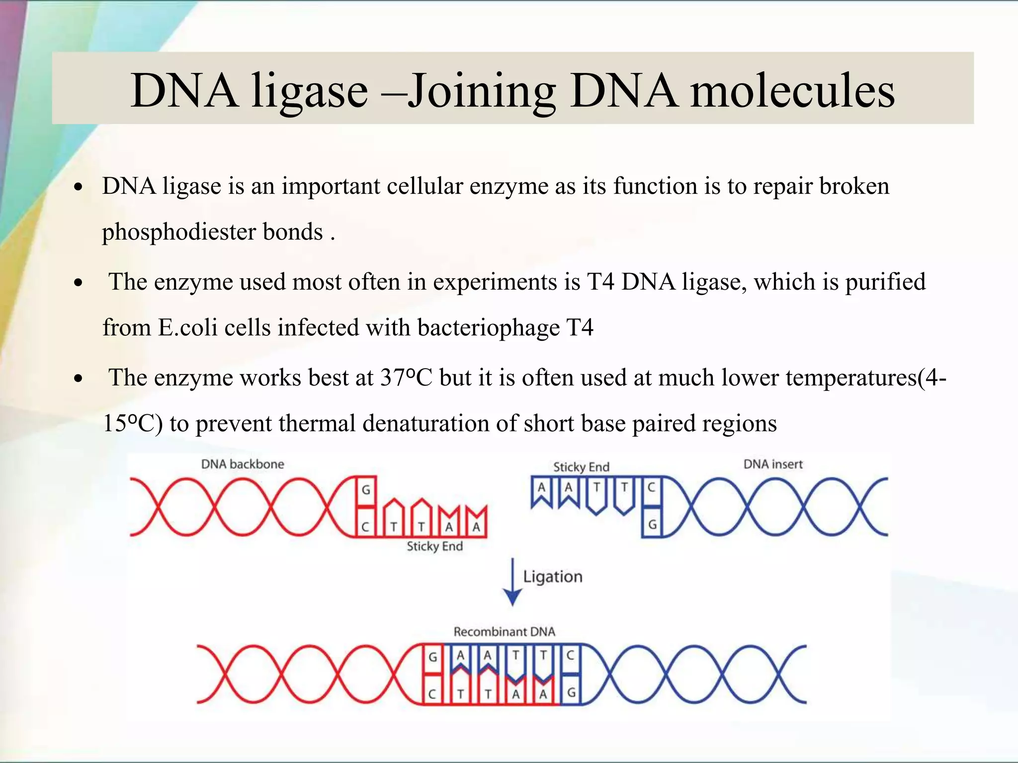 DNA ligase –Joining DNA molecules
 DNA ligase is an important cellular enzyme as its function is to repair broken
phosphodiester bonds .
 The enzyme used most often in experiments is T4 DNA ligase, which is purified
from E.coli cells infected with bacteriophage T4
 The enzyme works best at 37oC but it is often used at much lower temperatures(4-
15oC) to prevent thermal denaturation of short base paired regions
 