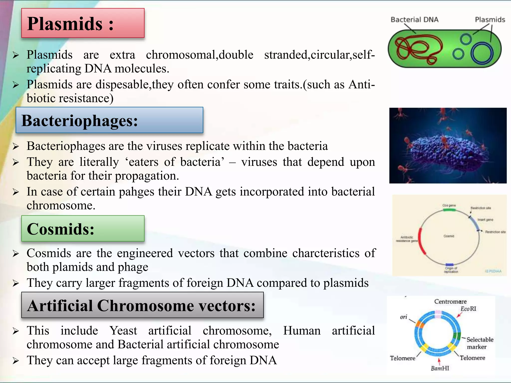  Plasmids are extra chromosomal,double stranded,circular,self-
replicating DNA molecules.
 Plasmids are dispesable,they often confer some traits.(such as Anti-
biotic resistance)
 Bacteriophages are the viruses replicate within the bacteria
 They are literally ‘eaters of bacteria’ – viruses that depend upon
bacteria for their propagation.
 In case of certain pahges their DNA gets incorporated into bacterial
chromosome.
 Cosmids are the engineered vectors that combine charcteristics of
both plamids and phage
 They carry larger fragments of foreign DNA compared to plasmids
 This include Yeast artificial chromosome, Human artificial
chromosome and Bacterial artificial chromosome
 They can accept large fragments of foreign DNA
Plasmids :
Bacteriophages:
Cosmids:
Artificial Chromosome vectors:
 