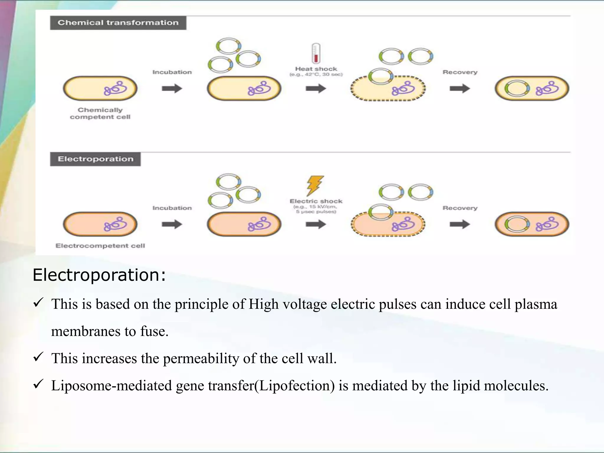 Electroporation:
 This is based on the principle of High voltage electric pulses can induce cell plasma
membranes to fuse.
 This increases the permeability of the cell wall.
 Liposome-mediated gene transfer(Lipofection) is mediated by the lipid molecules.
 