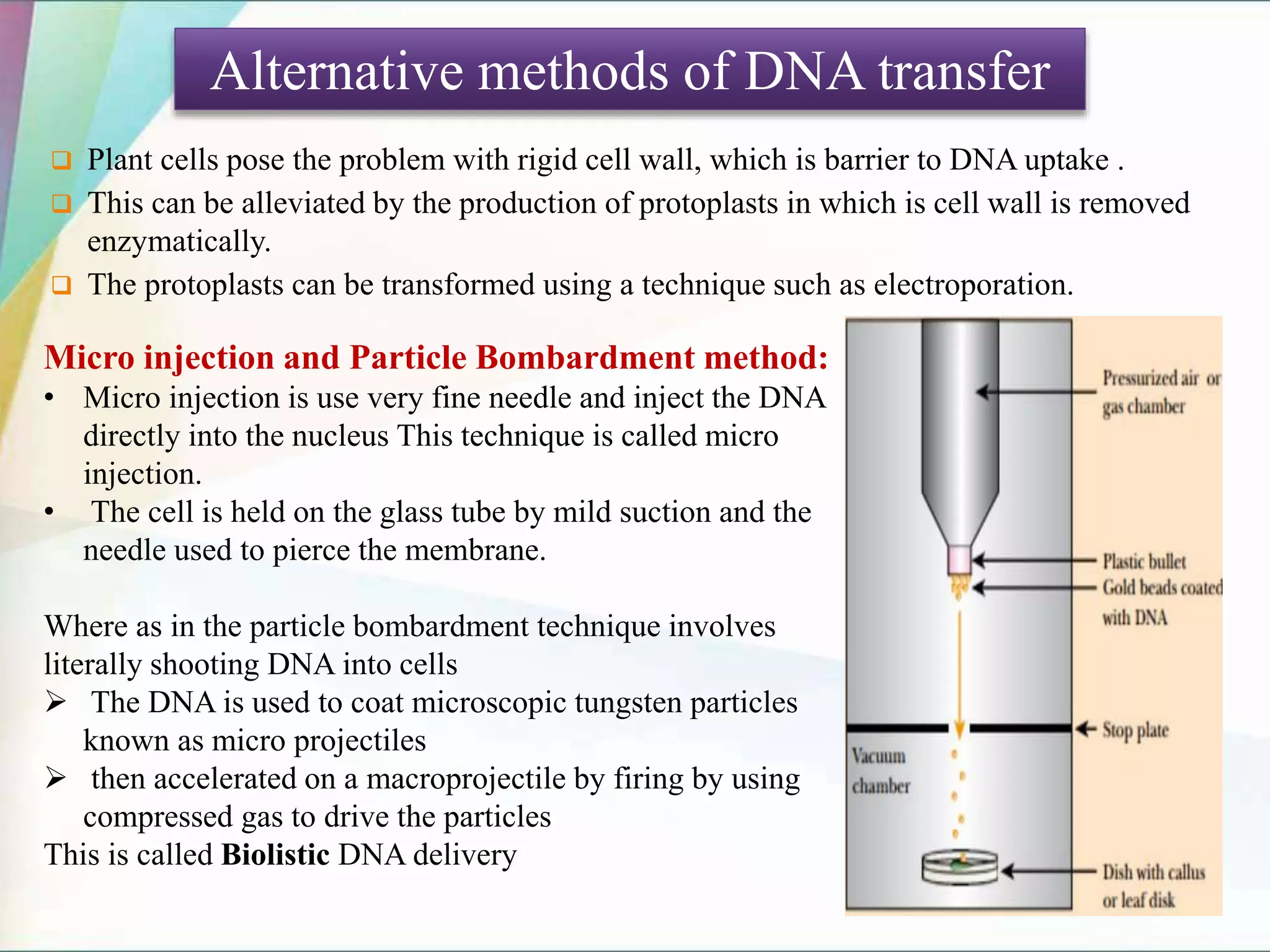  Plant cells pose the problem with rigid cell wall, which is barrier to DNA uptake .
 This can be alleviated by the production of protoplasts in which is cell wall is removed
enzymatically.
 The protoplasts can be transformed using a technique such as electroporation.
Alternative methods of DNA transfer
Micro injection and Particle Bombardment method:
• Micro injection is use very fine needle and inject the DNA
directly into the nucleus This technique is called micro
injection.
• The cell is held on the glass tube by mild suction and the
needle used to pierce the membrane.
Where as in the particle bombardment technique involves
literally shooting DNA into cells
 The DNA is used to coat microscopic tungsten particles
known as micro projectiles
 then accelerated on a macroprojectile by firing by using
compressed gas to drive the particles
This is called Biolistic DNA delivery
 