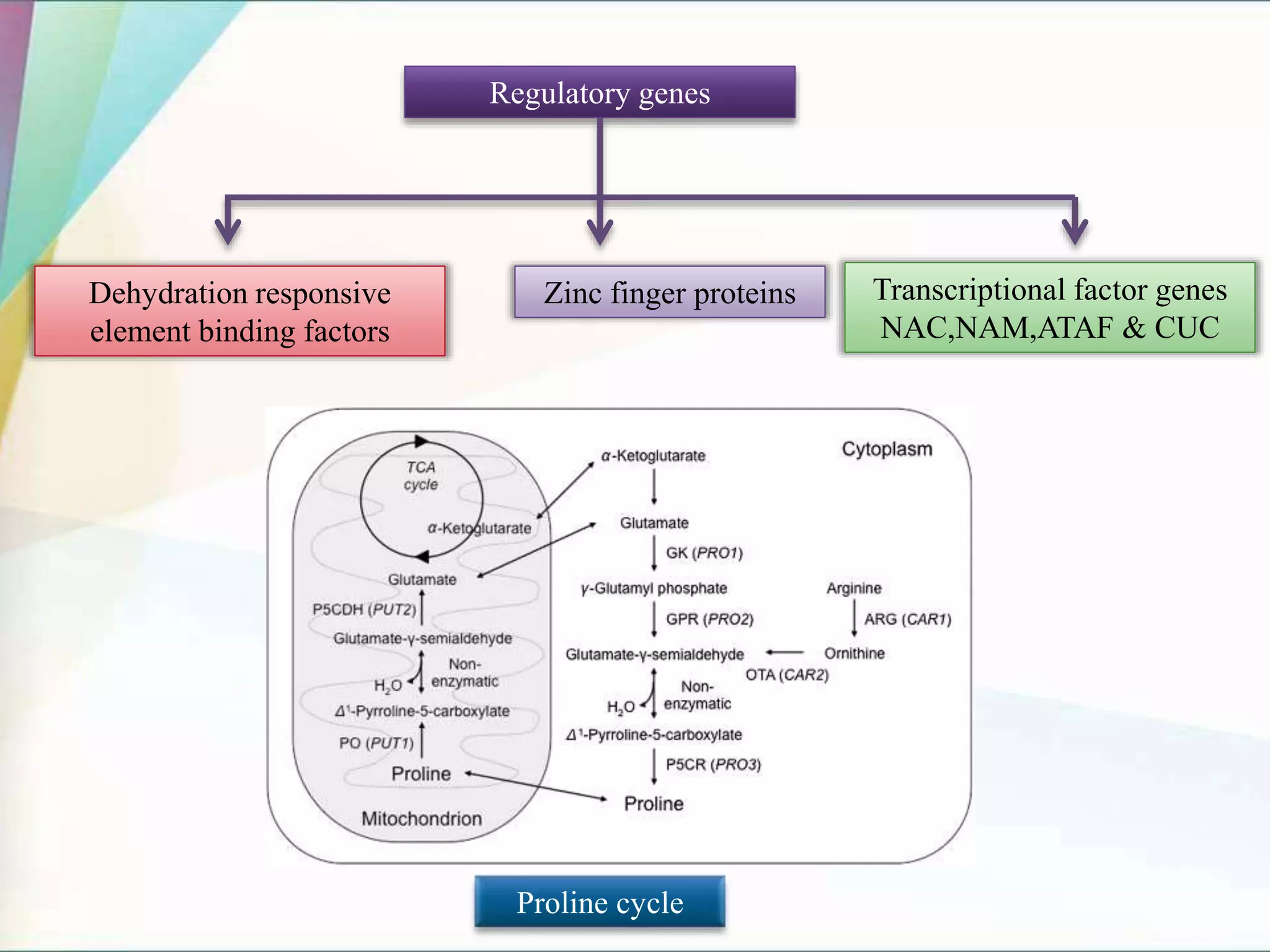 Regulatory genes
Dehydration responsive
element binding factors
Zinc finger proteins Transcriptional factor genes
NAC,NAM,ATAF & CUC
Proline cycle
 