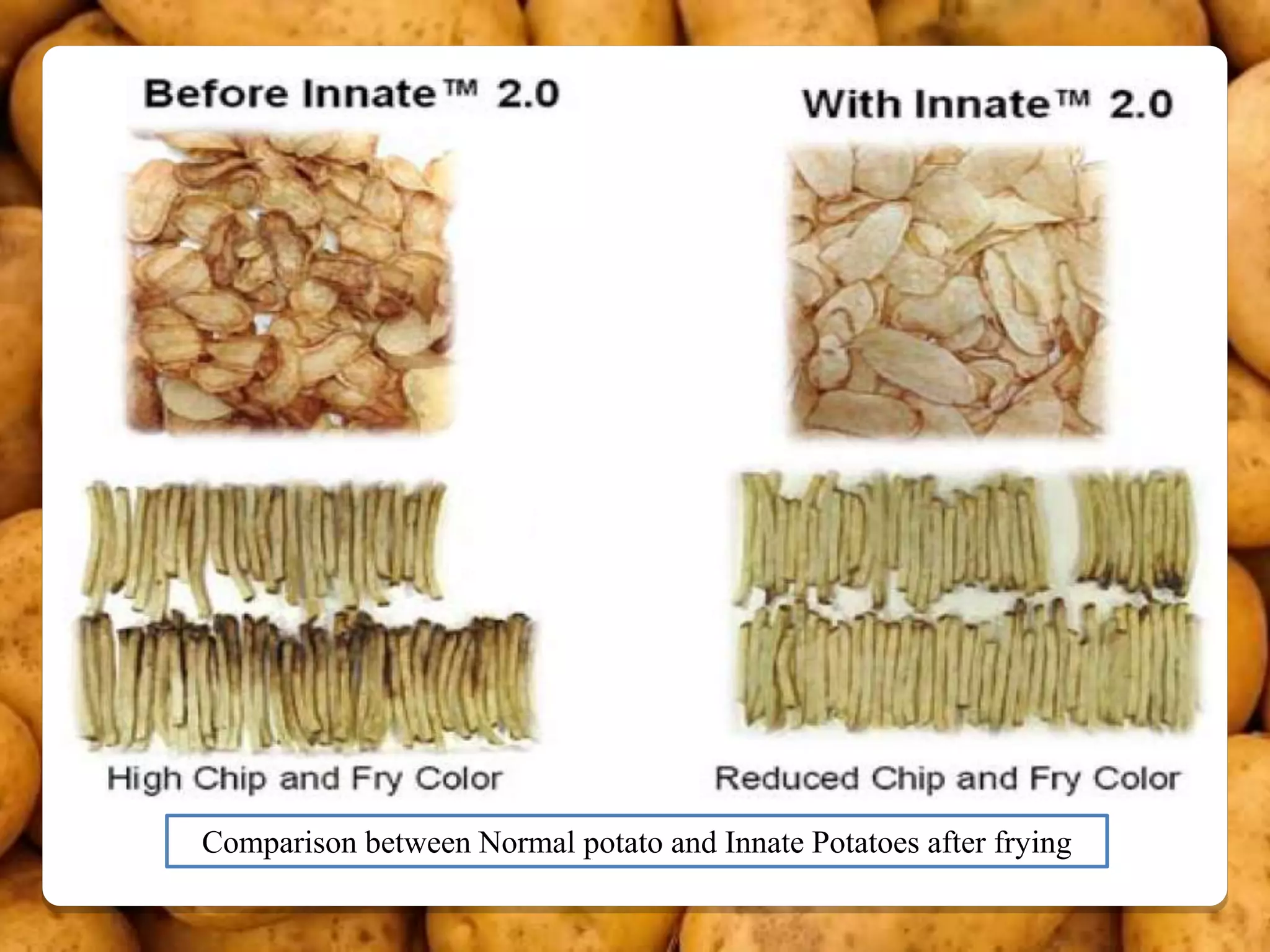 Comparison between Normal potato and Innate Potatoes after frying
 