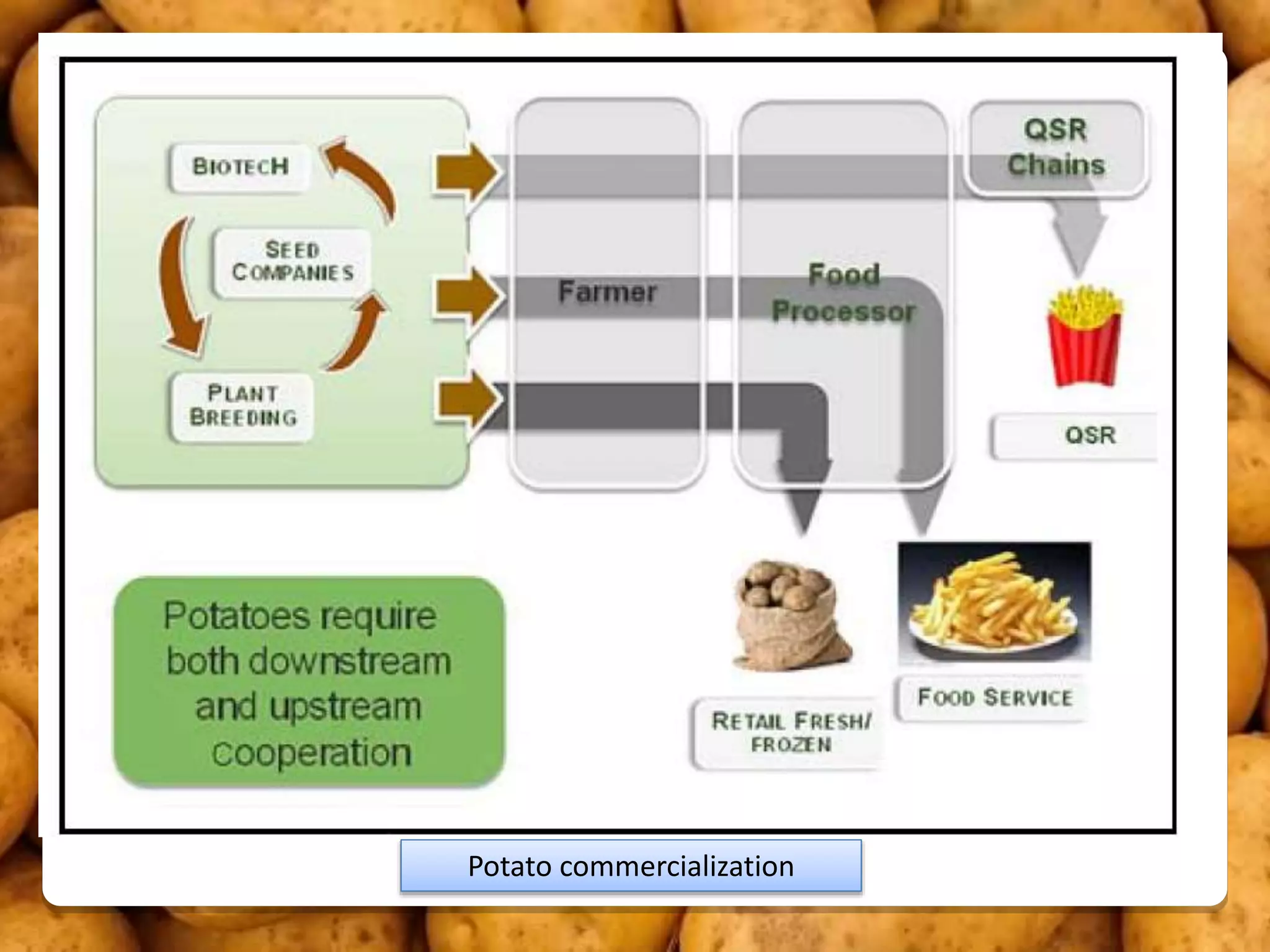 Potato commercialization
 