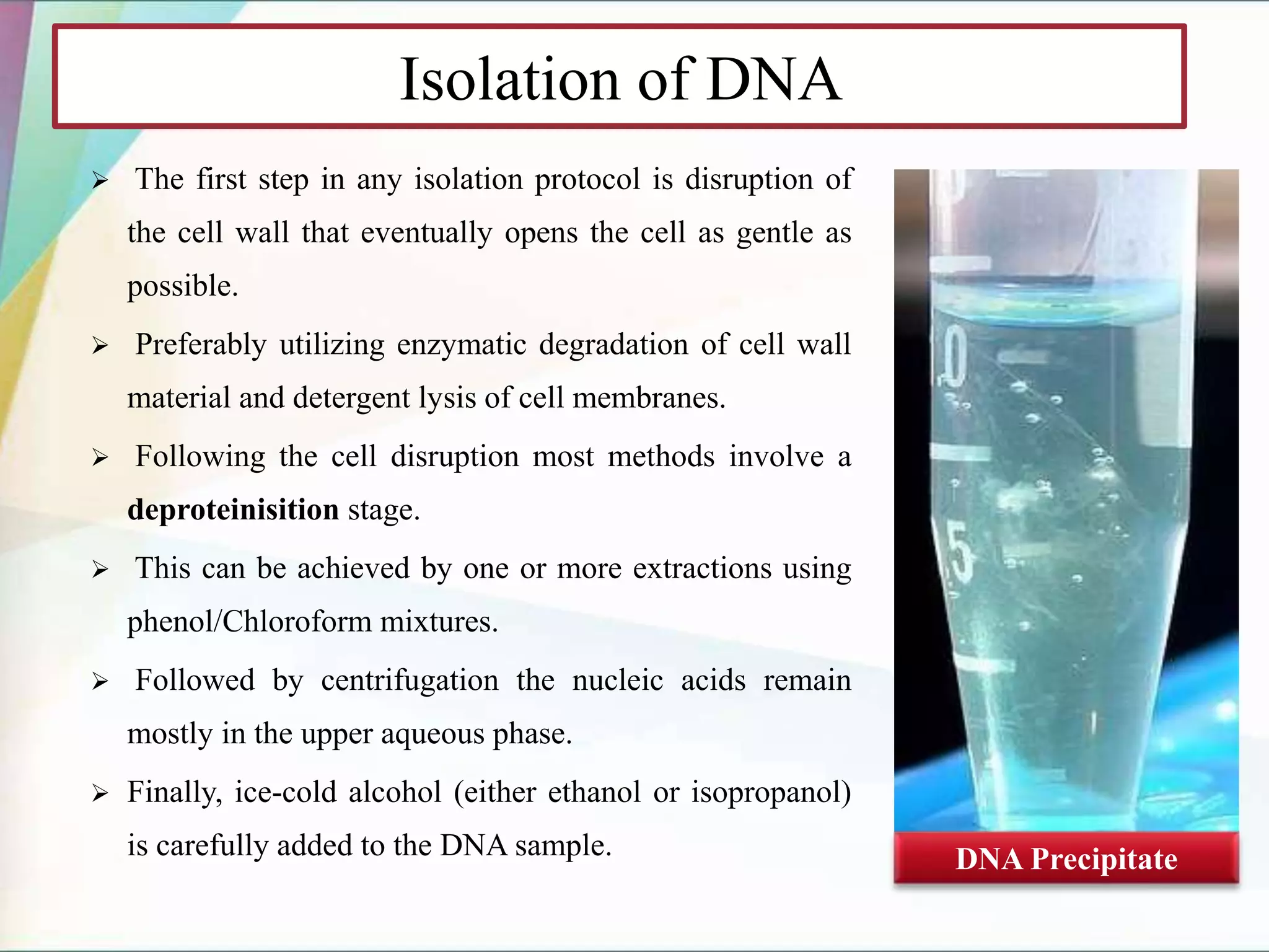Isolation of DNA
 The first step in any isolation protocol is disruption of
the cell wall that eventually opens the cell as gentle as
possible.
 Preferably utilizing enzymatic degradation of cell wall
material and detergent lysis of cell membranes.
 Following the cell disruption most methods involve a
deproteinisition stage.
 This can be achieved by one or more extractions using
phenol/Chloroform mixtures.
 Followed by centrifugation the nucleic acids remain
mostly in the upper aqueous phase.
 Finally, ice-cold alcohol (either ethanol or isopropanol)
is carefully added to the DNA sample. DNA Precipitate
 