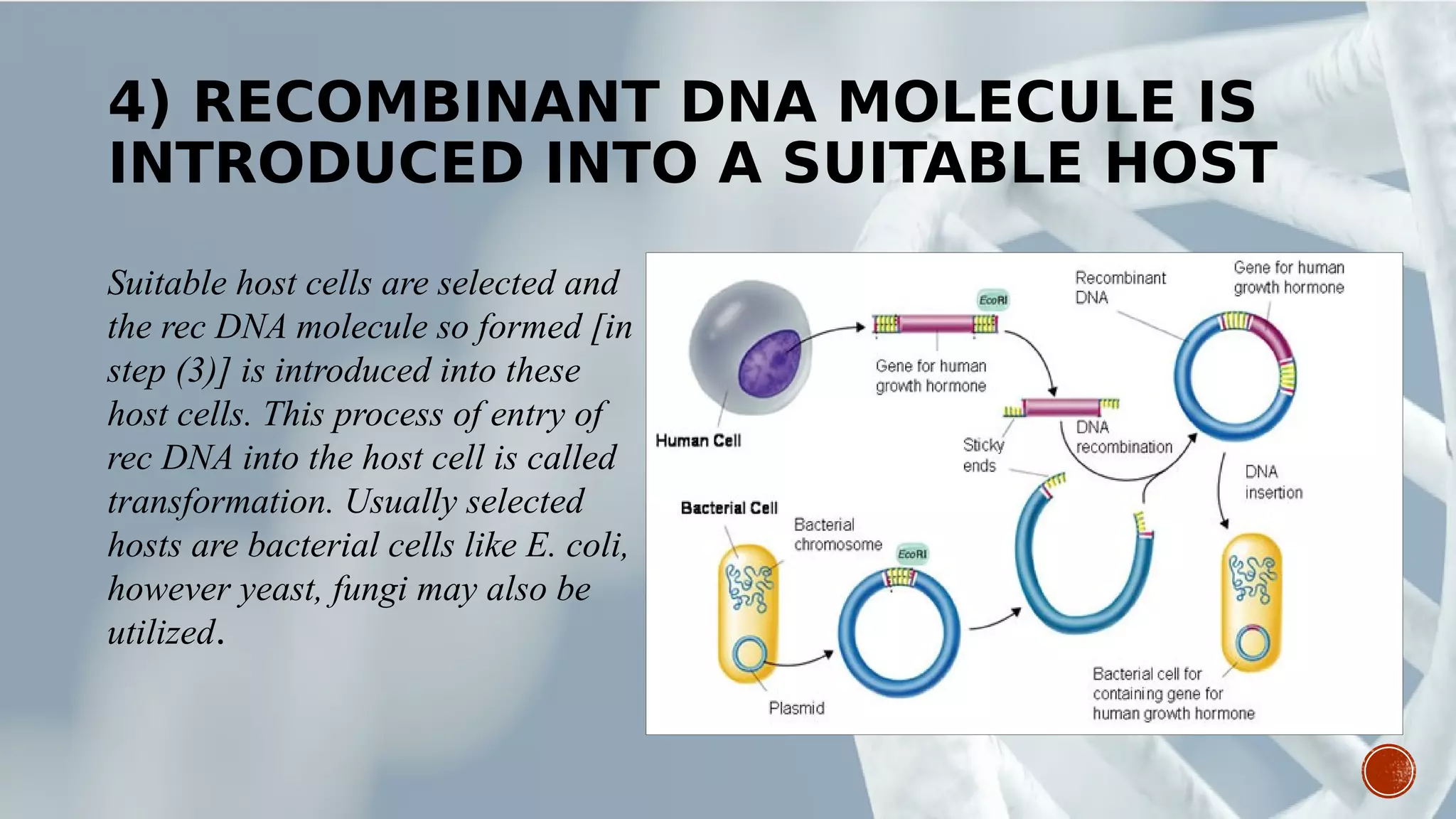 4) RECOMBINANT DNA MOLECULE IS
INTRODUCED INTO A SUITABLE HOST
Suitable host cells are selected and
the rec DNA molecule so formed [in
step (3)] is introduced into these
host cells. This process of entry of
rec DNA into the host cell is called
transformation. Usually selected
hosts are bacterial cells like E. coli,
however yeast, fungi may also be
utilized.
 