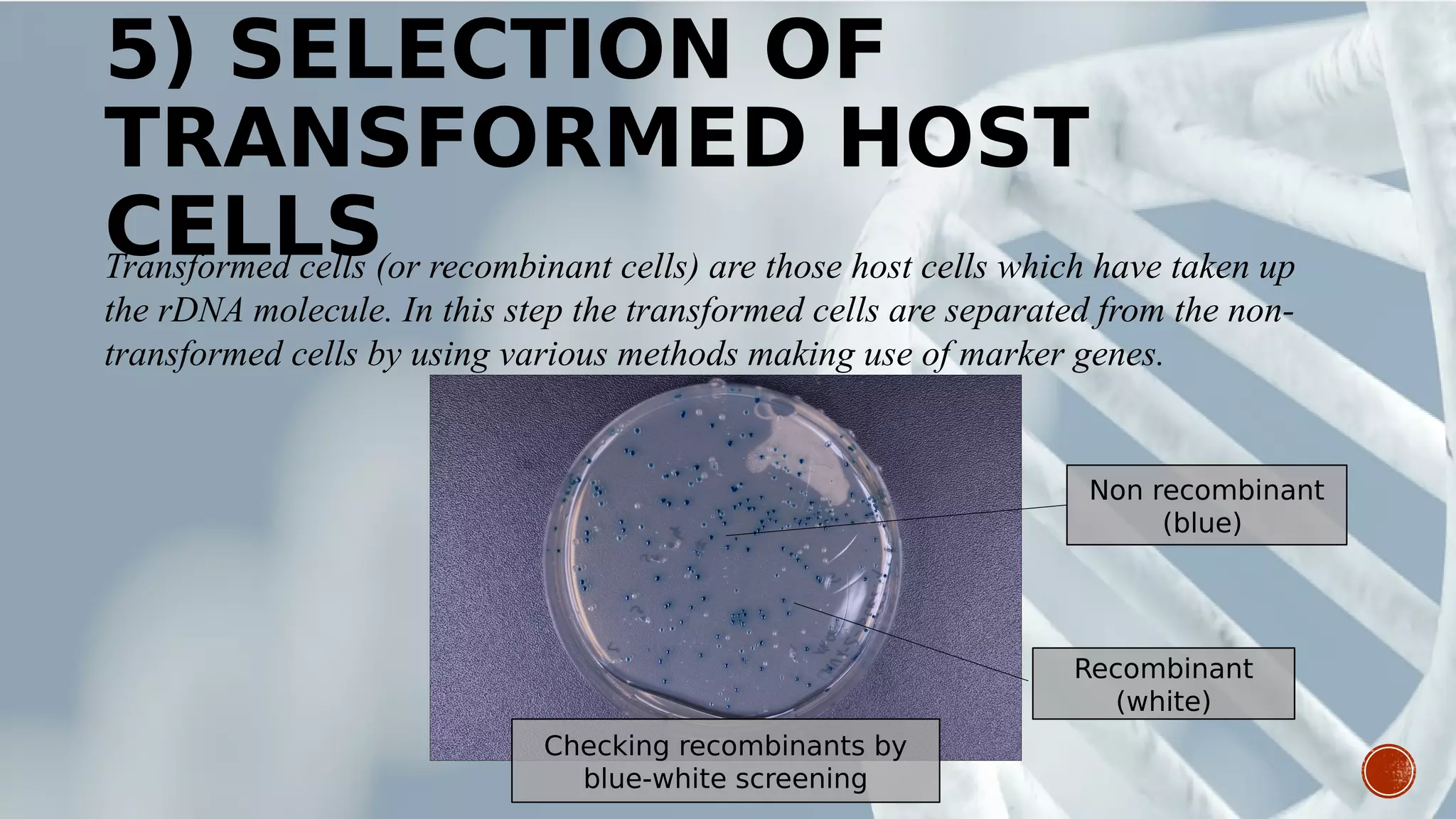 5) SELECTION OF
TRANSFORMED HOST
CELLSTransformed cells (or recombinant cells) are those host cells which have taken up
the rDNA molecule. In this step the transformed cells are separated from the non-
transformed cells by using various methods making use of marker genes.
Non recombinant
(blue)
Recombinant
(white)
Checking recombinants by
blue-white screening
 