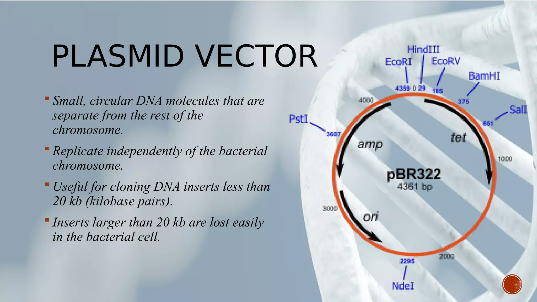 PLASMID VECTOR
 Small, circular DNA molecules that are
separate from the rest of the
chromosome.
 Replicate independently of the bacterial
chromosome.
 Useful for cloning DNA inserts less than
20 kb (kilobase pairs).
 Inserts larger than 20 kb are lost easily
in the bacterial cell.
 