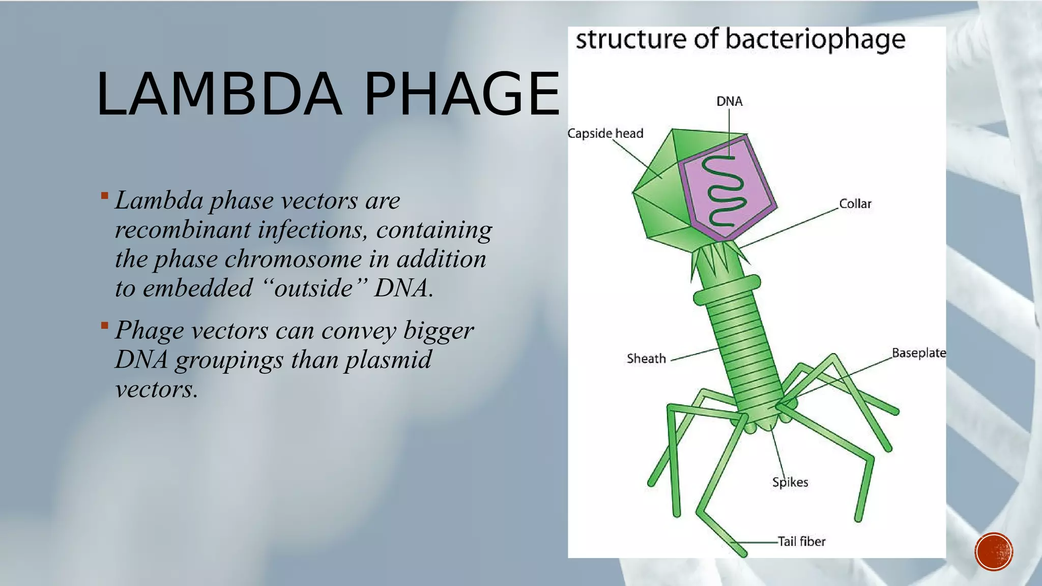 LAMBDA PHAGE VECTOR
 Lambda phase vectors are
recombinant infections, containing
the phase chromosome in addition
to embedded “outside” DNA.
 Phage vectors can convey bigger
DNA groupings than plasmid
vectors.
 