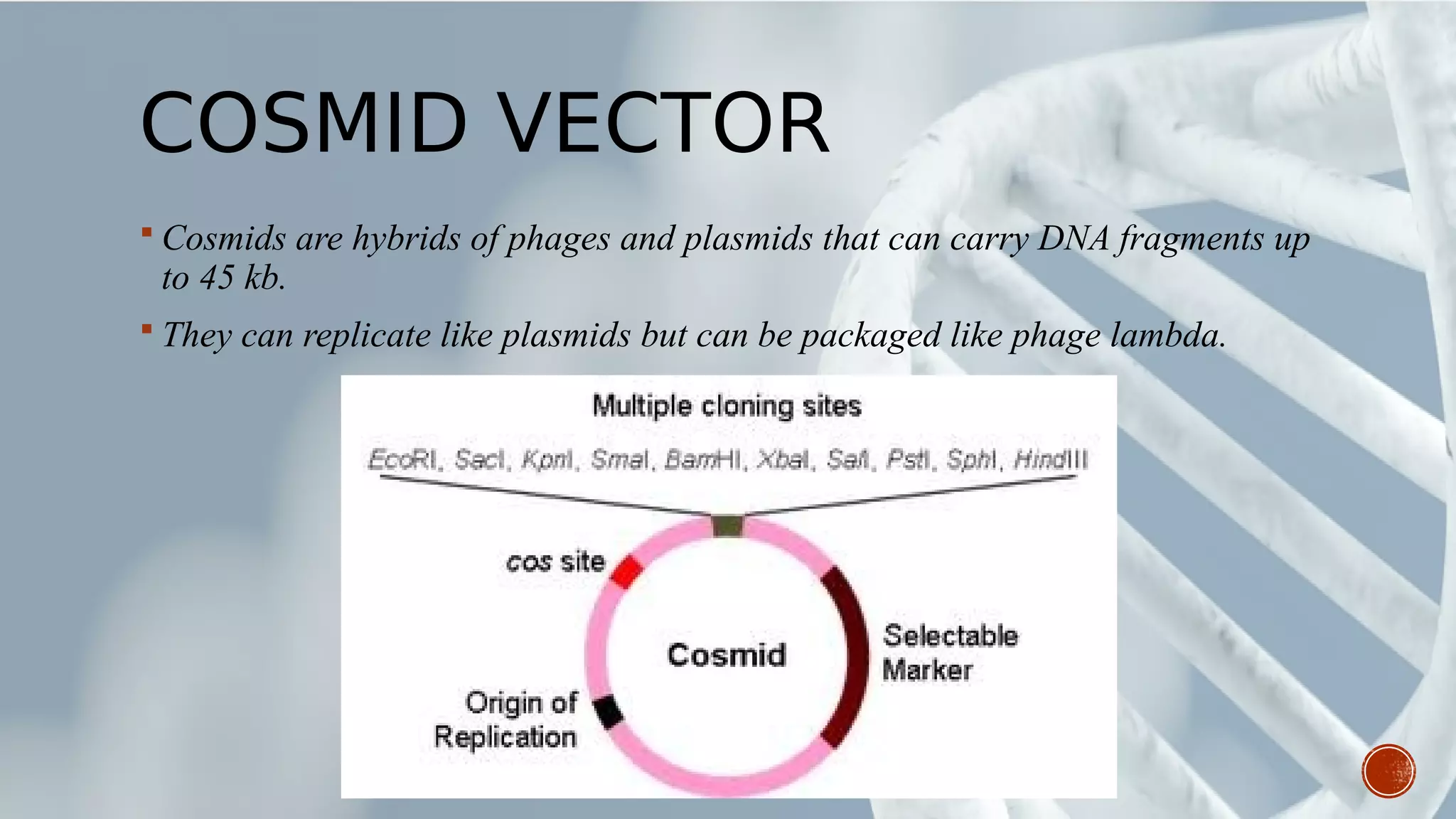 COSMID VECTOR
 Cosmids are hybrids of phages and plasmids that can carry DNA fragments up
to 45 kb.
 They can replicate like plasmids but can be packaged like phage lambda.
 