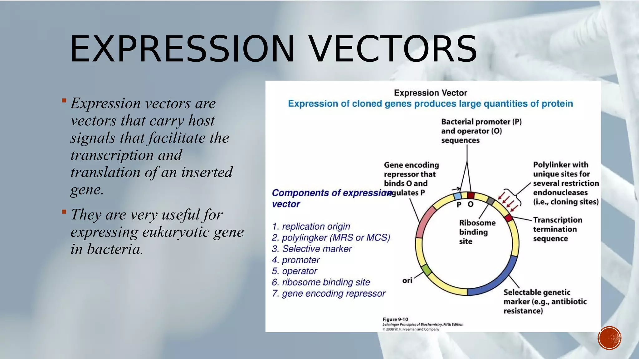 EXPRESSION VECTORS
 Expression vectors are
vectors that carry host
signals that facilitate the
transcription and
translation of an inserted
gene.
 They are very useful for
expressing eukaryotic gene
in bacteria.
 