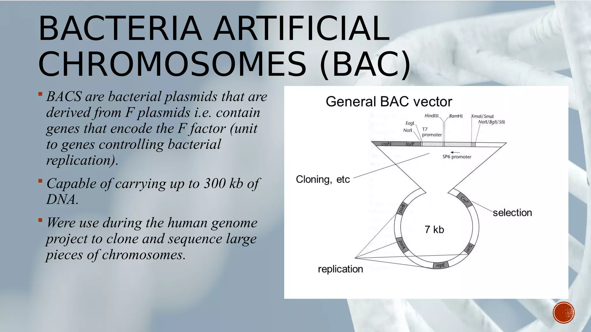 BACTERIA ARTIFICIAL
CHROMOSOMES (BAC)
 BACS are bacterial plasmids that are
derived from F plasmids i.e. contain
genes that encode the F factor (unit
to genes controlling bacterial
replication).
 Capable of carrying up to 300 kb of
DNA.
 Were use during the human genome
project to clone and sequence large
pieces of chromosomes.
 