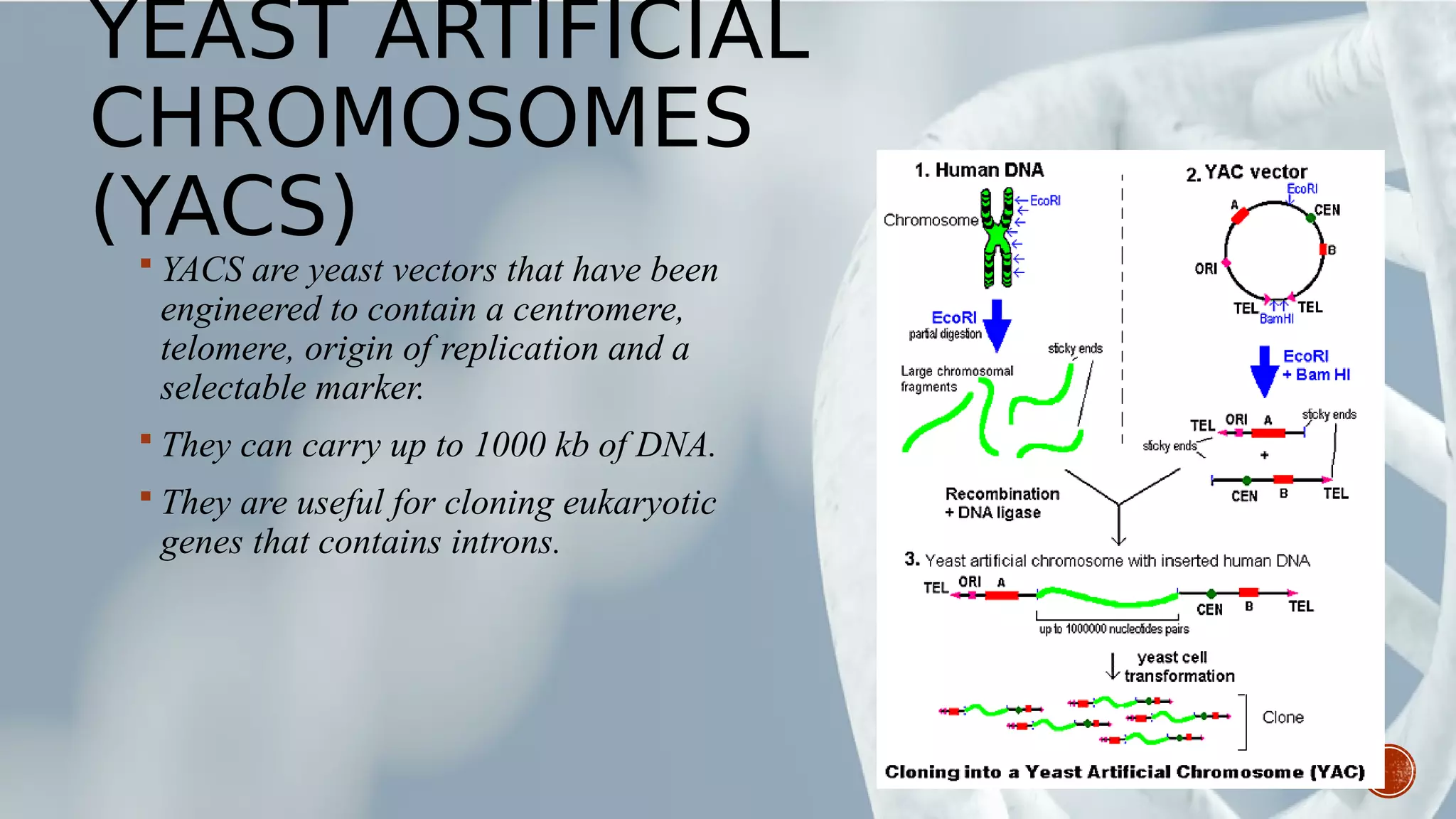 YEAST ARTIFICIAL
CHROMOSOMES
(YACS) YACS are yeast vectors that have been
engineered to contain a centromere,
telomere, origin of replication and a
selectable marker.
 They can carry up to 1000 kb of DNA.
 They are useful for cloning eukaryotic
genes that contains introns.
 