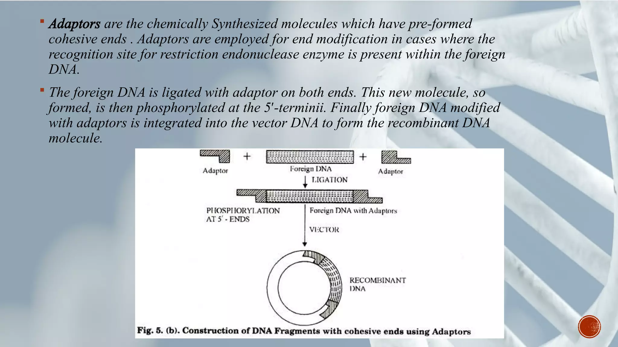  Adaptors are the chemically Synthesized molecules which have pre-formed
cohesive ends . Adaptors are employed for end modification in cases where the
recognition site for restriction endonuclease enzyme is present within the foreign
DNA.
 The foreign DNA is ligated with adaptor on both ends. This new molecule, so
formed, is then phosphorylated at the 5 -terminii. Finally foreign DNA modified′
with adaptors is integrated into the vector DNA to form the recombinant DNA
molecule.
 