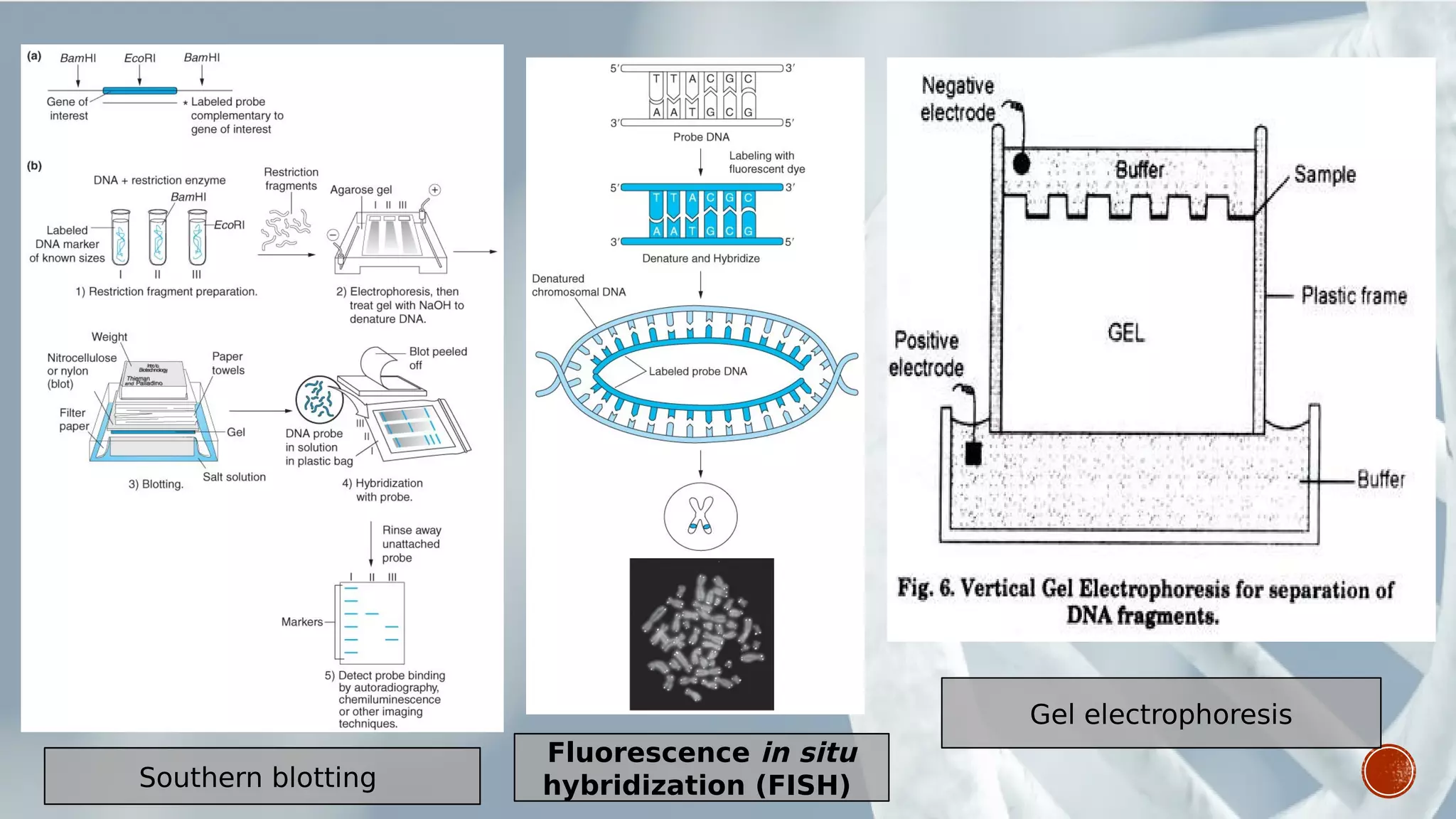 Fluorescence in situ
hybridization (FISH)Southern blotting
Gel electrophoresis
 