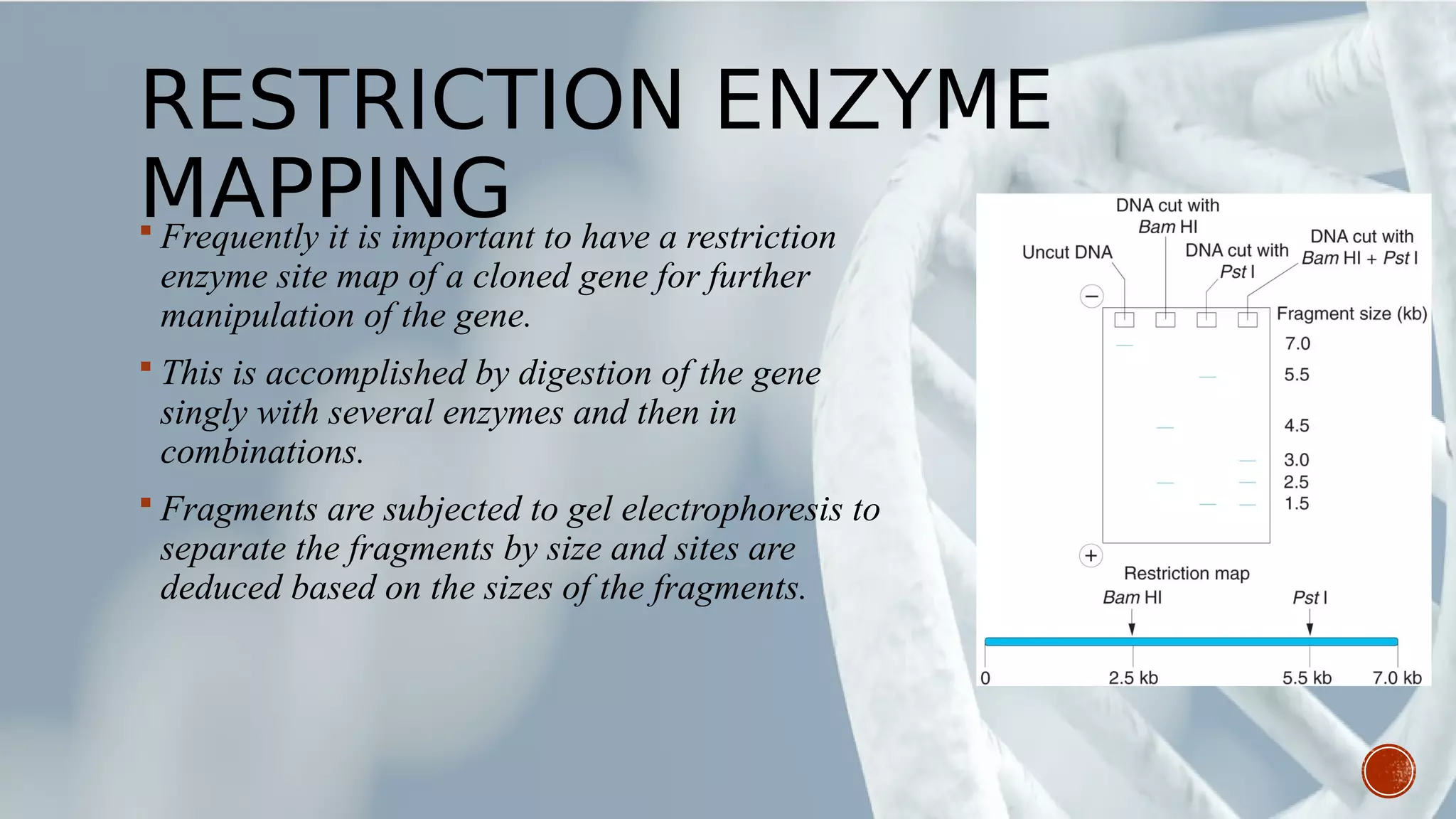 RESTRICTION ENZYME
MAPPING Frequently it is important to have a restriction
enzyme site map of a cloned gene for further
manipulation of the gene.
 This is accomplished by digestion of the gene
singly with several enzymes and then in
combinations.
 Fragments are subjected to gel electrophoresis to
separate the fragments by size and sites are
deduced based on the sizes of the fragments.
 