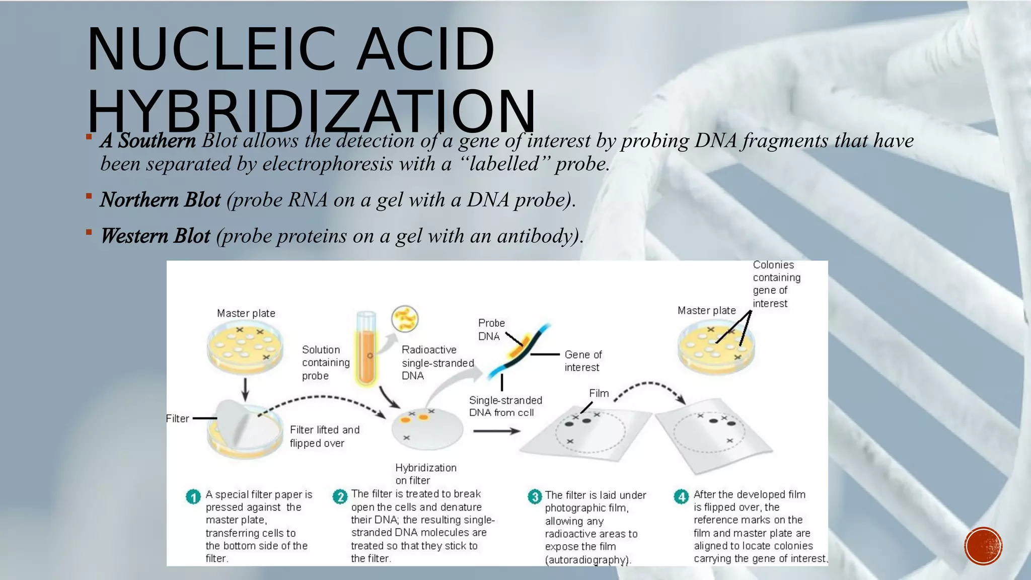 NUCLEIC ACID
HYBRIDIZATION A Southern Blot allows the detection of a gene of interest by probing DNA fragments that have
been separated by electrophoresis with a “labelled” probe.
 Northern Blot (probe RNA on a gel with a DNA probe).
 Western Blot (probe proteins on a gel with an antibody).
 