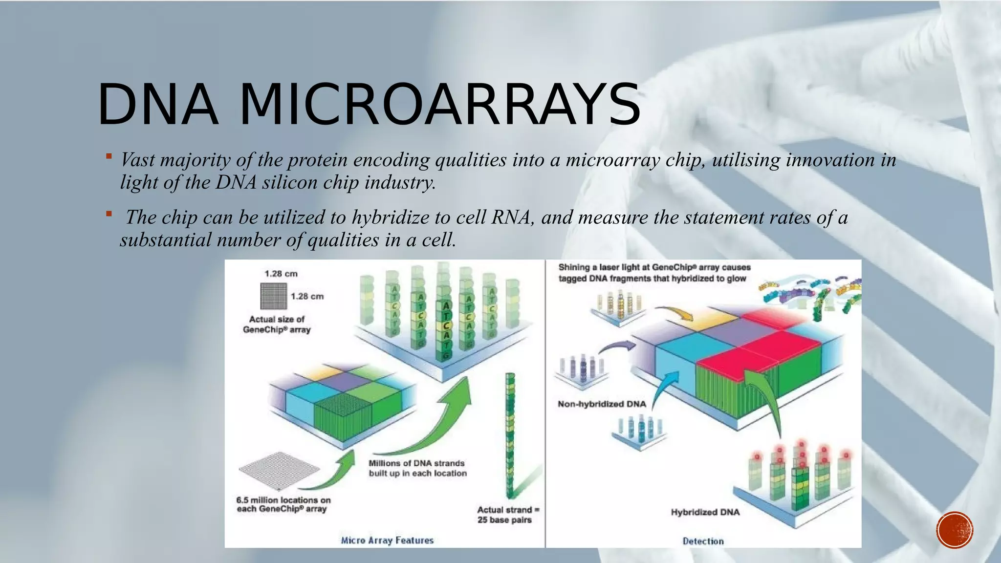 DNA MICROARRAYS
 Vast majority of the protein encoding qualities into a microarray chip, utilising innovation in
light of the DNA silicon chip industry.
 The chip can be utilized to hybridize to cell RNA, and measure the statement rates of a
substantial number of qualities in a cell.
 