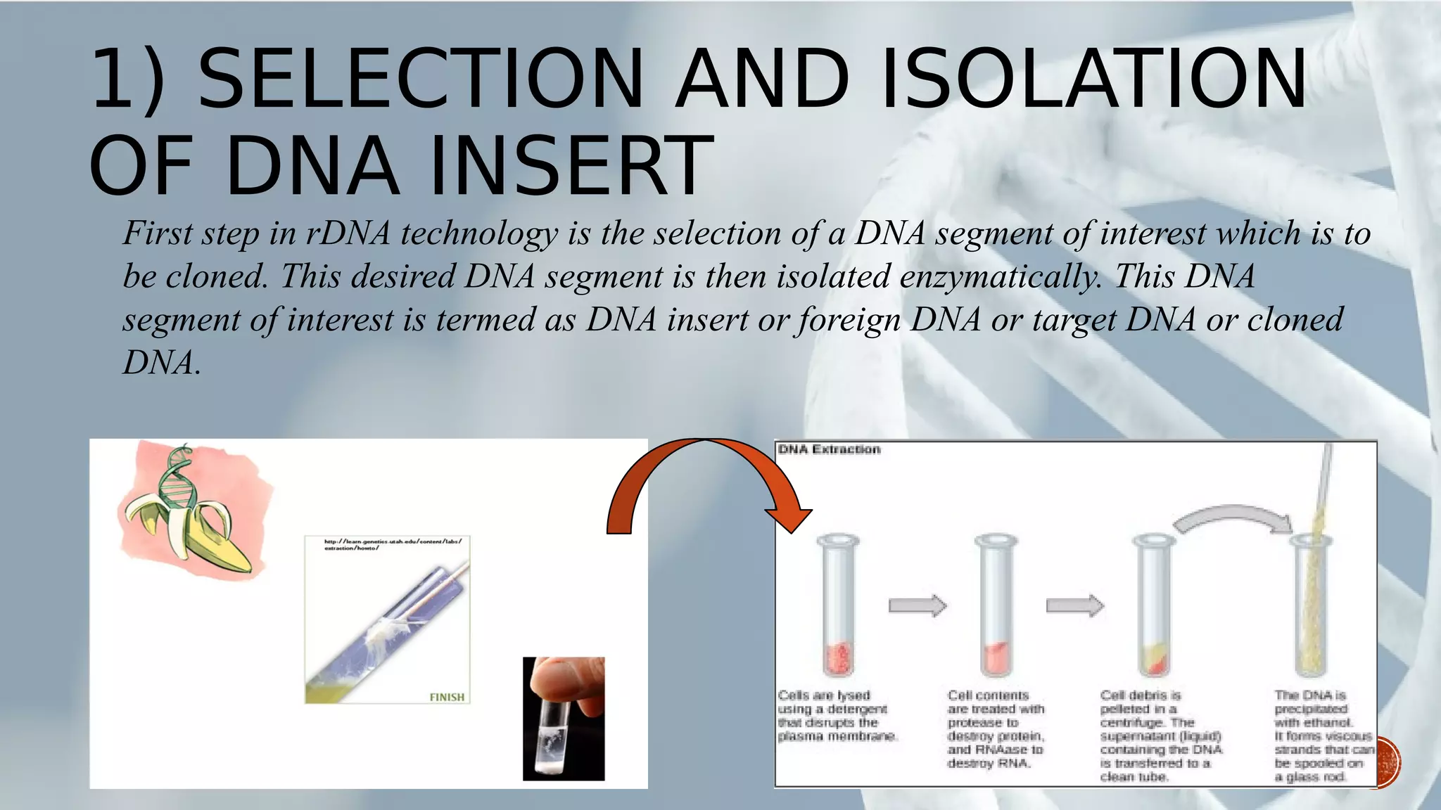 1) SELECTION AND ISOLATION
OF DNA INSERT
First step in rDNA technology is the selection of a DNA segment of interest which is to
be cloned. This desired DNA segment is then isolated enzymatically. This DNA
segment of interest is termed as DNA insert or foreign DNA or target DNA or cloned
DNA.
 