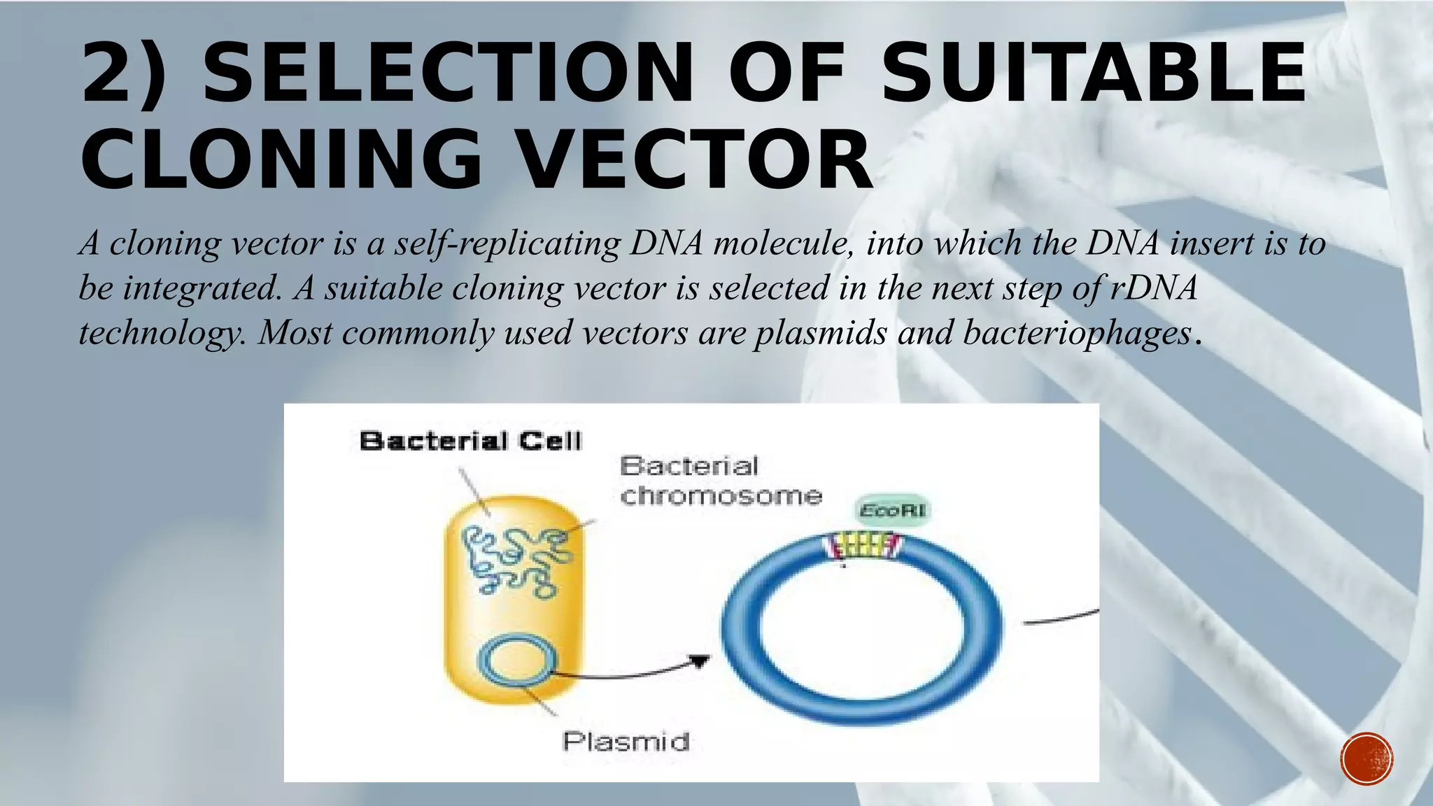 2) SELECTION OF SUITABLE
CLONING VECTOR
A cloning vector is a self-replicating DNA molecule, into which the DNA insert is to
be integrated. A suitable cloning vector is selected in the next step of rDNA
technology. Most commonly used vectors are plasmids and bacteriophages.
 