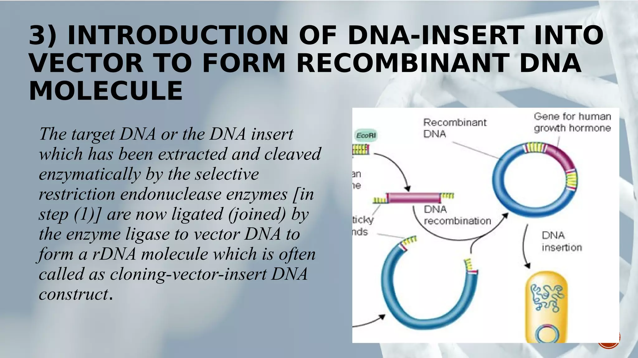 3) INTRODUCTION OF DNA-INSERT INTO
VECTOR TO FORM RECOMBINANT DNA
MOLECULE
The target DNA or the DNA insert
which has been extracted and cleaved
enzymatically by the selective
restriction endonuclease enzymes [in
step (1)] are now ligated (joined) by
the enzyme ligase to vector DNA to
form a rDNA molecule which is often
called as cloning-vector-insert DNA
construct.
 