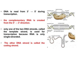 RECOMBINANT DNA TECNOLOGY AND PROTEIN.ppt