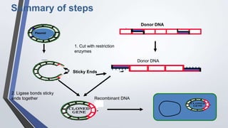 Dna End Modification recombinant DNA tech enzymes | PPTX