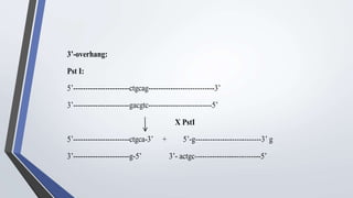 3’-overhang:
Pst I:
5’-----------------------ctgcag---------------------------3’
3’-----------------------gacgtc--------------------------5’
X PstI
5’-----------------------ctgca-3’ + 5’-g---------------------------3’ g
3’-----------------------g-5’ 3’- actgc---------------------------5’
 