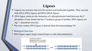 Ligases
 Ligases are enzymes that join the nucleic acid molecules together. They can join
both DNA (DNA ligase) and RNA (RNA ligase).
 DNA ligase catalyzes the formation of a phosphodiester bond between the 5'
phosphate of one strand and the 3' hydroxyl group of another. DNA ligases are
mg++ dependent enzymes .
• The most widely DNA ligase is derived from the bacteriophage T4.
• Biological function:
• DNA ligase repair single strand breaks or nick (discontinuities).
 